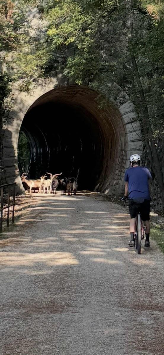 Cyclist approaches goats blocking path outside dark stone tunnel entrance surrounded by trees.